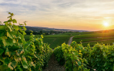 Les vendanges en Champagne : une tradition au cœur de notre territoire