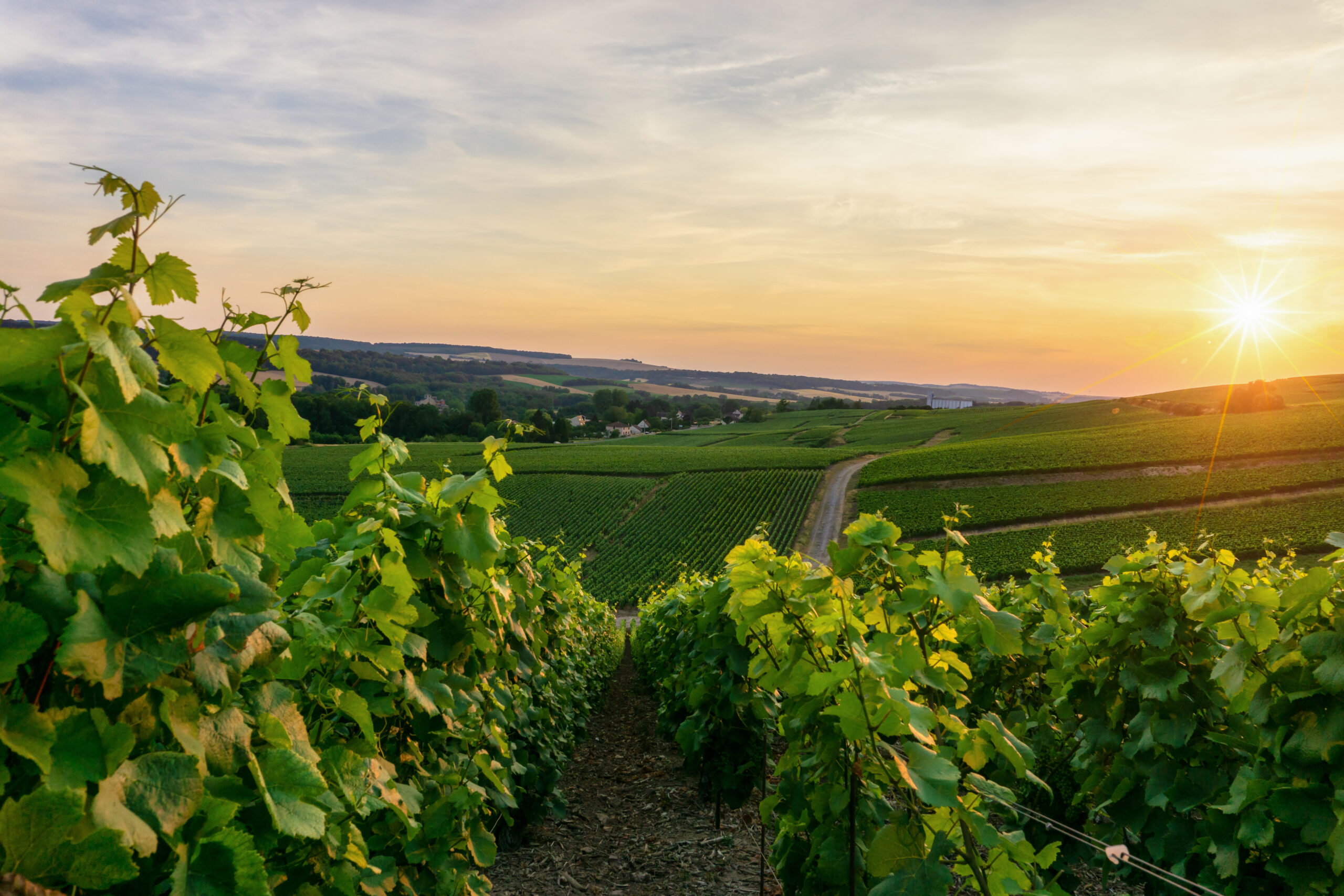 Row vine grape in champagne vineyards at montagne de reims countryside village background, France
